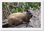 14SerengetiDayGameDrive - 129 * Rock Hyrax.